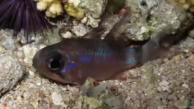 Nectamia savayensis im Aquarium halten