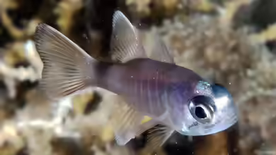 Nectamia similis im Aquarium halten
