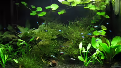 Nelchen - Mischbecken von gestresster (Sven)