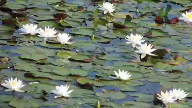 Nelumbo lutea am Gartenteich