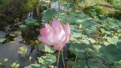 Nelumbo nucifera am Gartenteich