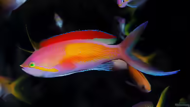 Nemanthias carberryi im Aquarium halten