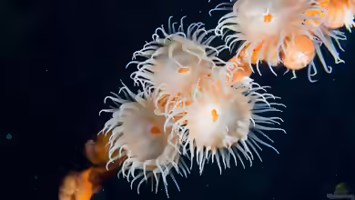 Nemanthus annamensis im Aquarium halten