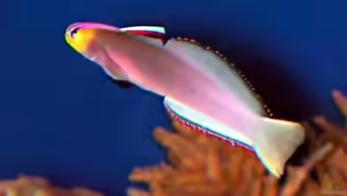 Nemateleotris helfrichi im Aquarium halten