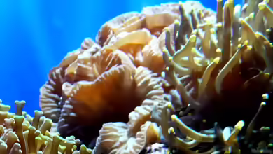 Nemenzophyllia turbida im Aquarium halten