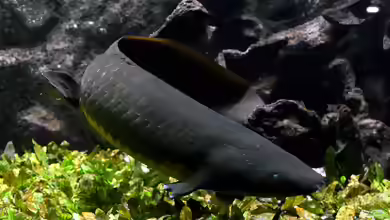 Neoceratodus forsteri im Aquarium halten