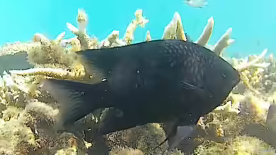 Neoglyphidodon carlsoni im Aquarium halten
