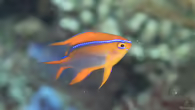 Neoglyphidodon crossi im Aquarium halten