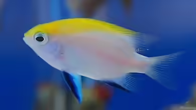 Neoglyphidodon melas im Aquarium halten
