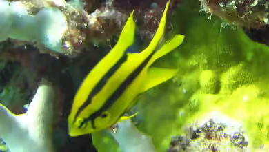 Neoglyphidodon nigroris im Aquarium halten