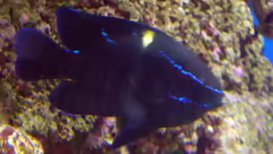 Neoglyphidodon oxyodon im Aquarium halten