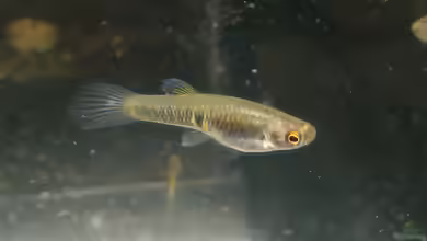 Neoheterandria elegans im Aquarium halten