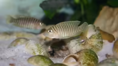 Neolamprologus-Arten aus dem Tanganjikasee