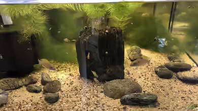 Neolamprologus caudopunctatus von Helga Kury