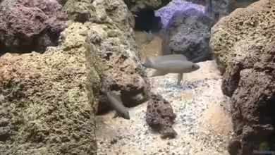 Neolamprologus chitamwebwai im Aquarium halten