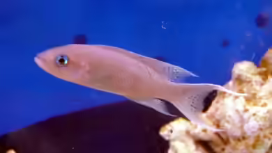 Neolamprologus gracilis im Aquarium halten