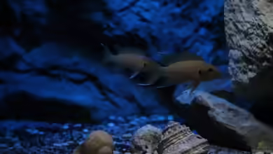 Neolamprologus helianthus im Aquarium