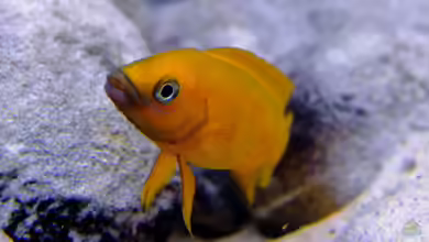 Neolamprologus leleupi im Aquarium halten