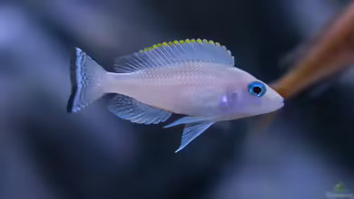 Neolamprologus leloupi im Aquarium