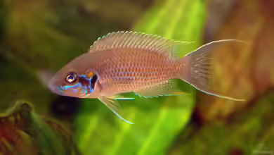 Neolamprologus olivaceous im Aquarium halten