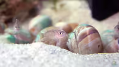 Neolamprologus similis im Aquarium halten