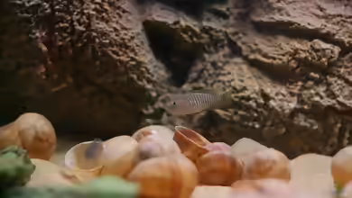 Neolamprologus similis oder multifasciatus?