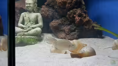 Neolamprologus Zuchtbecken von Malamute