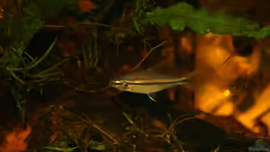 Neolebias unifasciatus im Aquarium halten