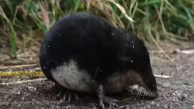 Neomys fodiens am Gartenteich
