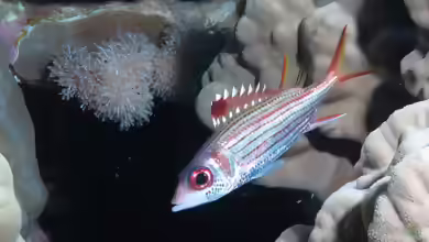 Neoniphon sammara im Aquarium halten