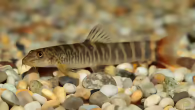 Neonoemacheilus labeosus im Aquarium halten