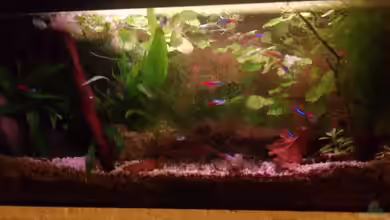 Neon`s allein Zuhaus von Adi