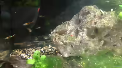 Neons und Guppys im Aquarium