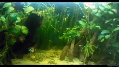 Neons und Skalare von mariajudyta