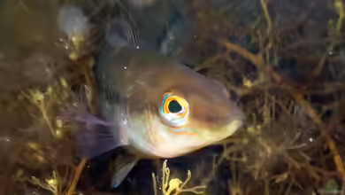Neoodax balteatus im Aquarium halten