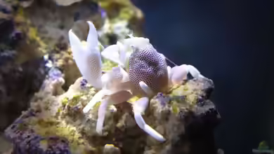 Neopetrolisthes maculatus im Aquarium halten