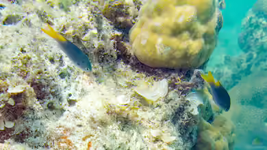 Neopomacentrus azysron im Aquarium halten
