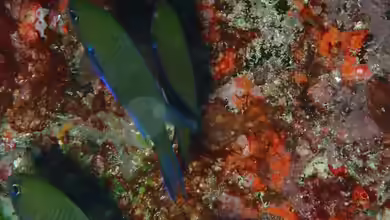 Neopomacentrus metallicus im Aquarium halten