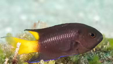 Neopomacentrus violascens im Aquarium halten