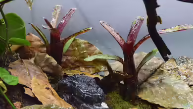 Neoregelia ampullacea im Terrarium