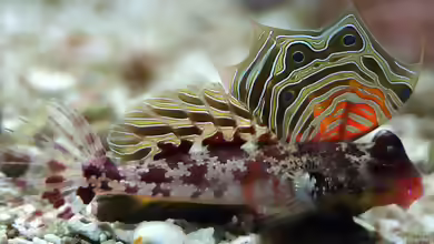 Neosynchiropus ocellatus im Aquarium halten