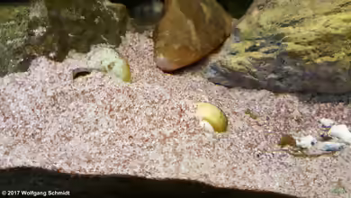 Neothauma tanganyicense im Aquarium