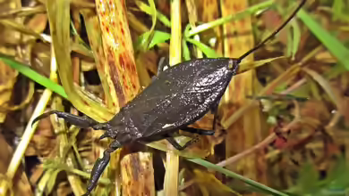 Nepa cinerea im Gartenteich