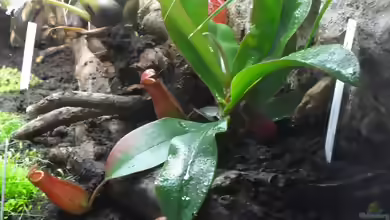 Nepenthes ´Bloody Mary´