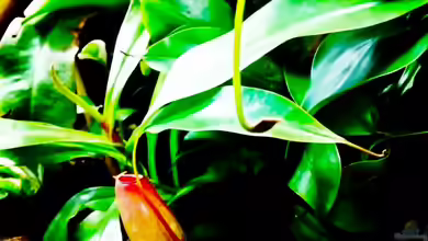 Nepenthes X ´Bloody Mary´ / Kannenpflanze Â ´Bloody Mary´