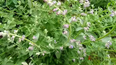 Nepeta cataria im Garten pflanzen