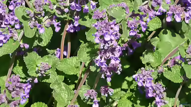 Nepeta racemosa im Garten pflanzen