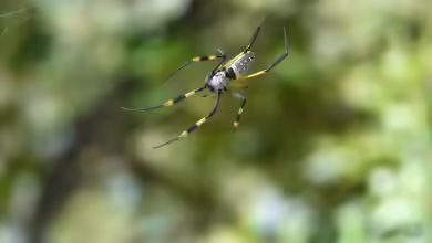 Nephila senegalensis im Terrarium halten