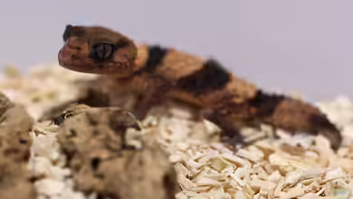 Nephrurus cinctus im Terrarium halten