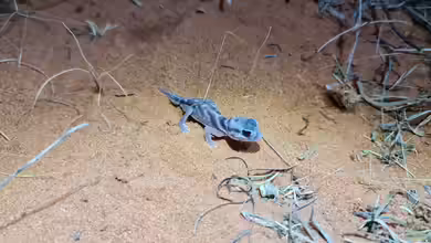 Nephrurus deleani im Terrarium halten